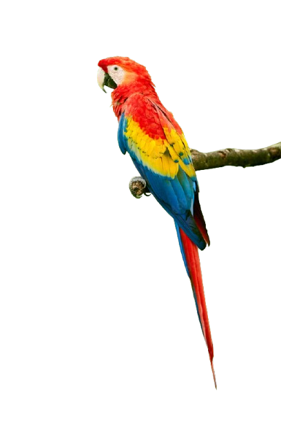 parrot